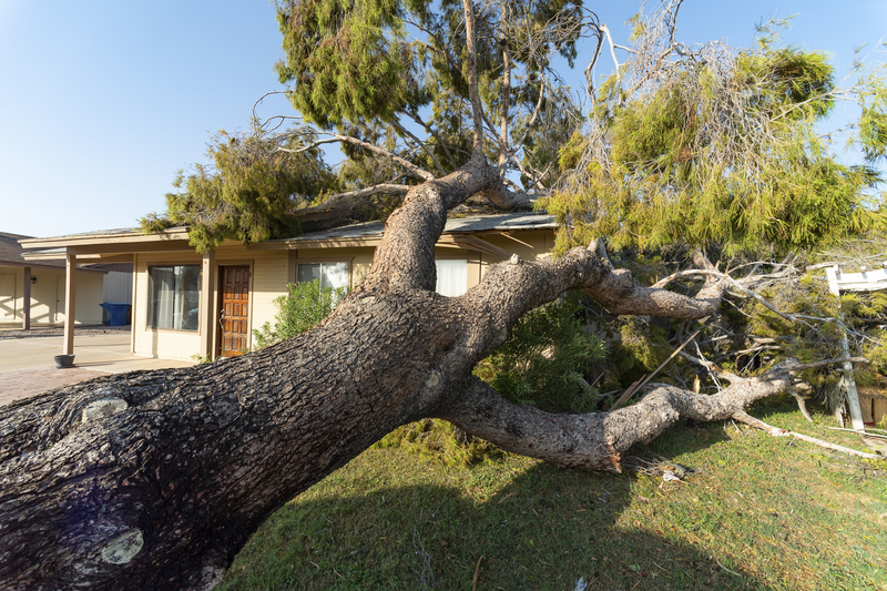 Looming Threats: How Trees Can Endanger Your Roof